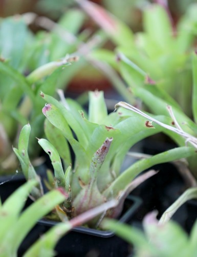Neoregelia abendrothae Plante terrarium