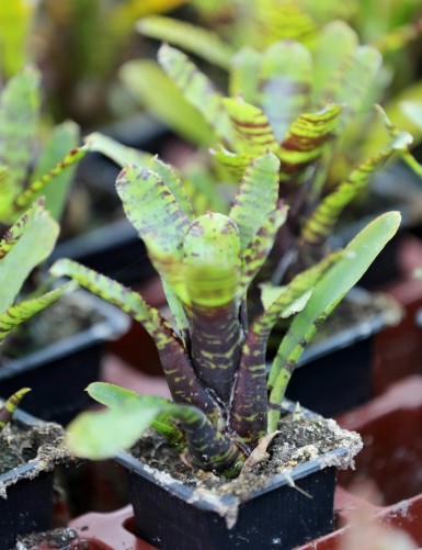 Plante terrarium Neoregelia punctatissima