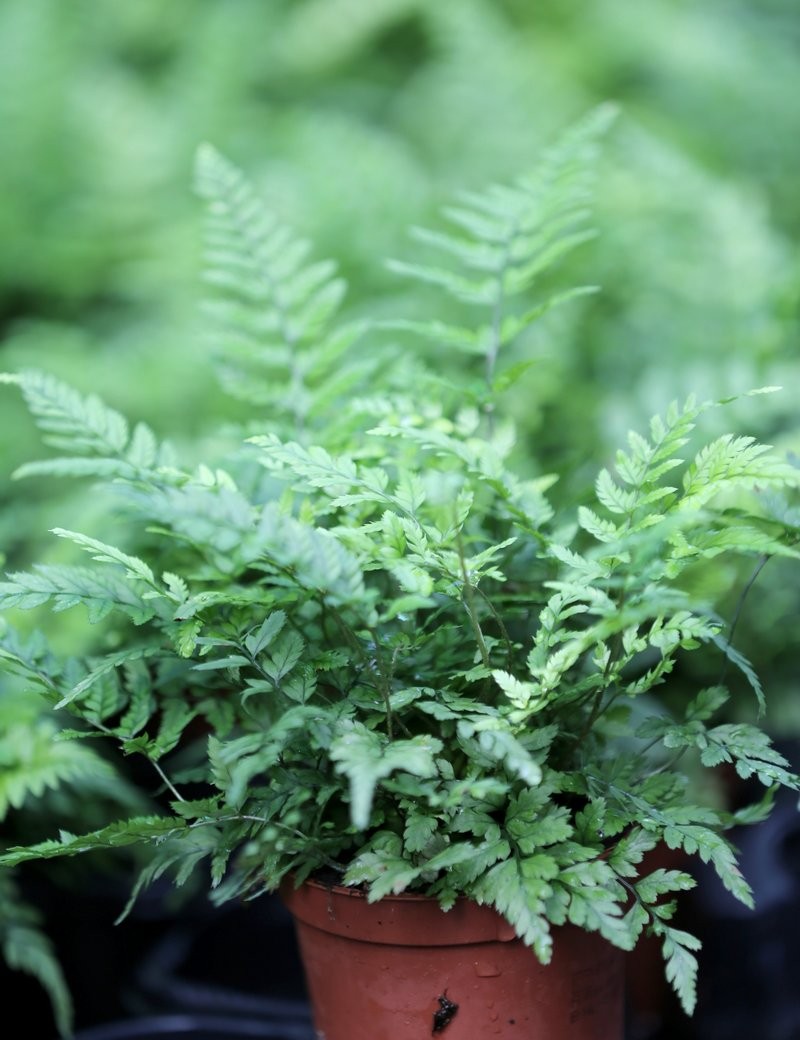 Plantes terrariums Athyrium spicatum