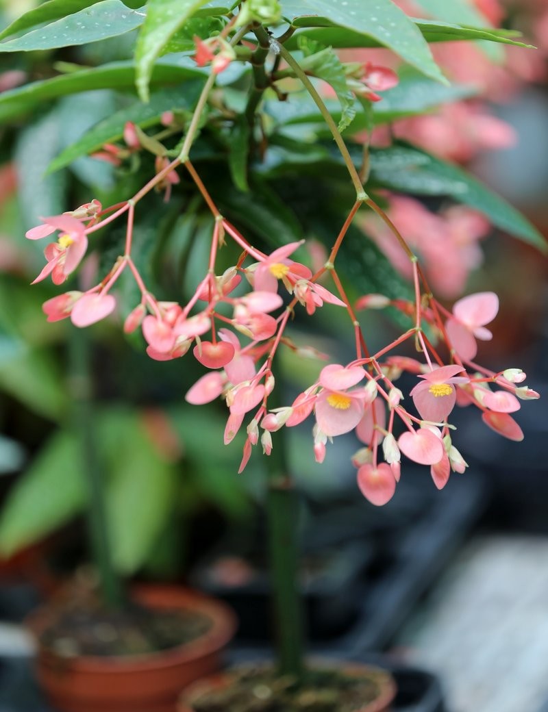 Plantes terrariums Begonia tamaya (maculata)