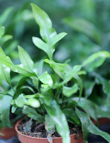 Plantes terrariums phymatosorus (microsorum) diversifolium
