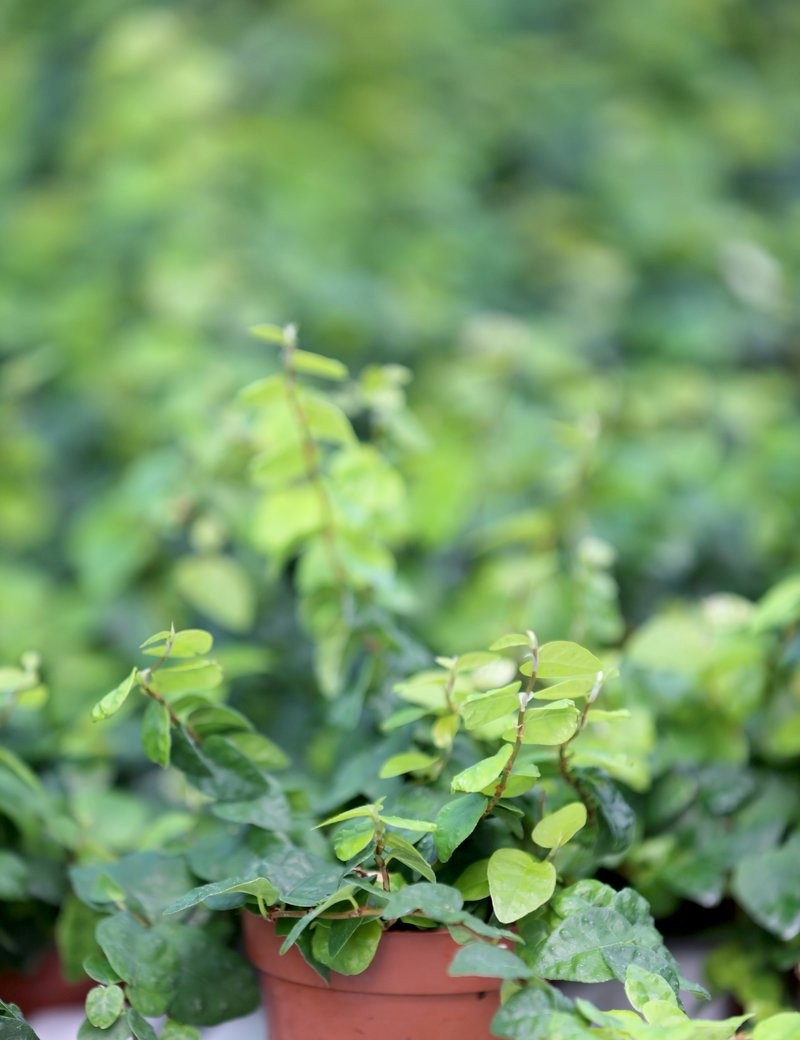 Plantes terrariums Ficus pumila