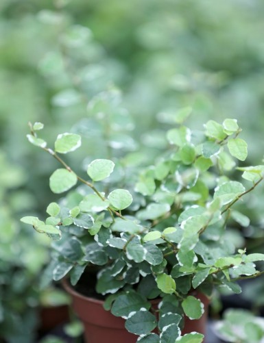 Plantes terrariums Ficus pumila Snowflake