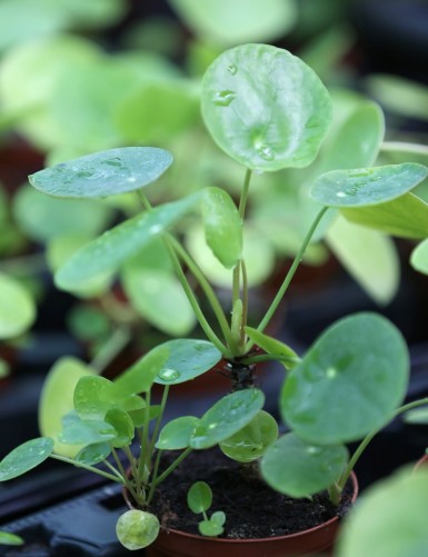 Plantes terrariums Pilea peperomioides - 15 à 20cm