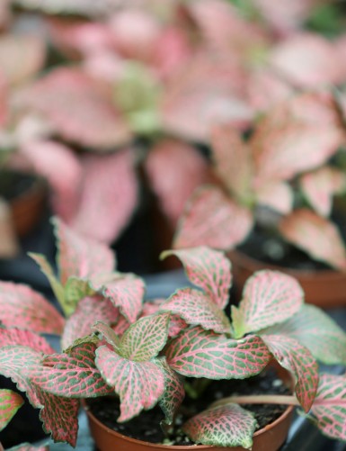 Plantes terrariums Fittonia rouge