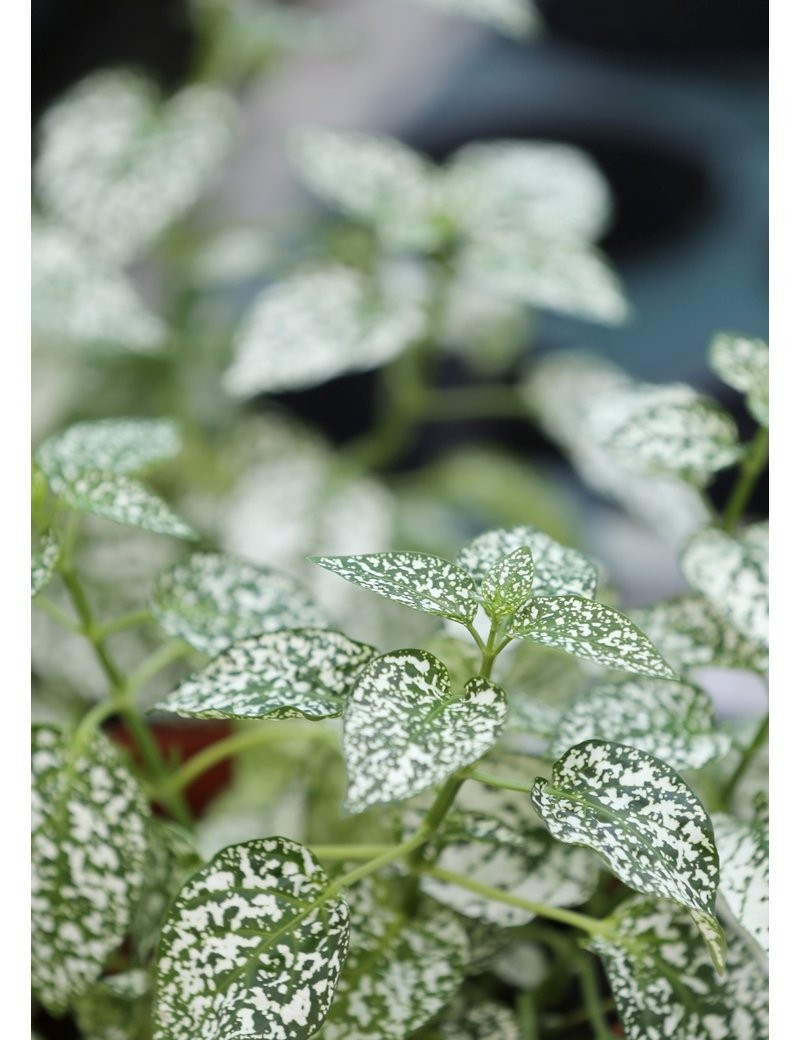 Plantes terrariums Hypoestes blanc