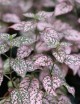 Hypoestes pink terrarium plants