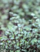 Plantes terrariums Callisia repens