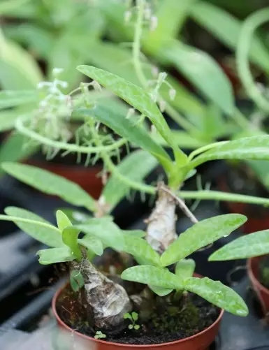 Terrarium plants Scilla Pauciflora