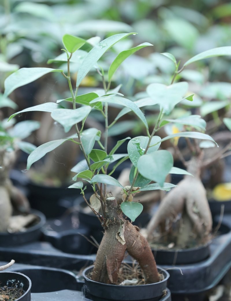 Plantes terrariums Ficus microcarpa ginseng