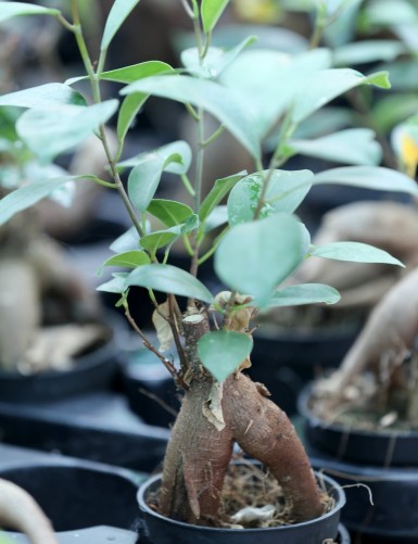 Plantes terrariums Ficus microcarpa ginseng