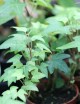 Plantes terrariums Hedera Helix - Lierre commun