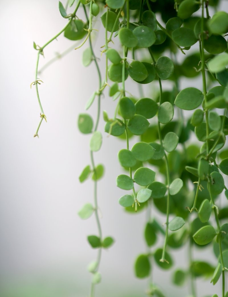Dischidia nummularia - terrarium plant