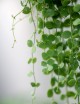 Plantes terrariums Dischidia nummularia