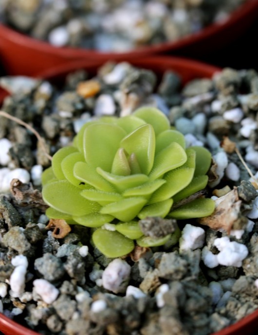 Plante carnivore Pinguicula x bailly