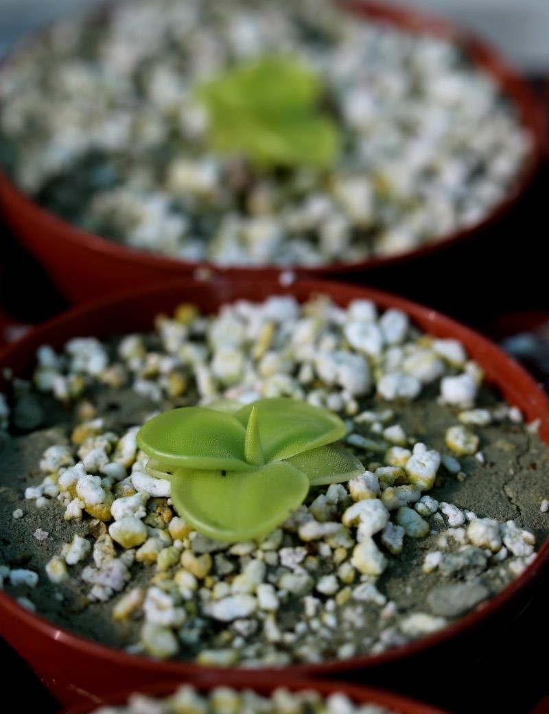 Plante carnivore Pinguicula moranensis alba