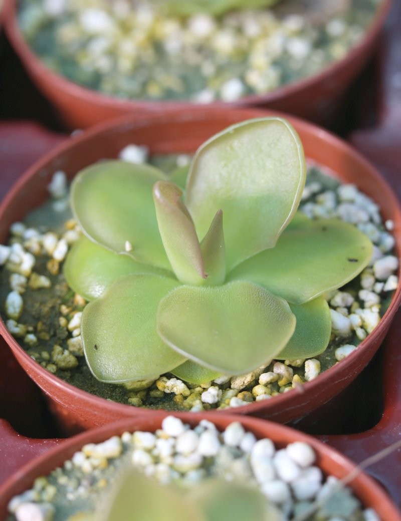 Plante carnivore Pinguicula Sethos