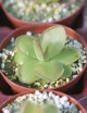 Plante carnivore Pinguicula Sethos