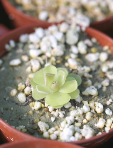 Plante carnivore Pinguicula Versailles