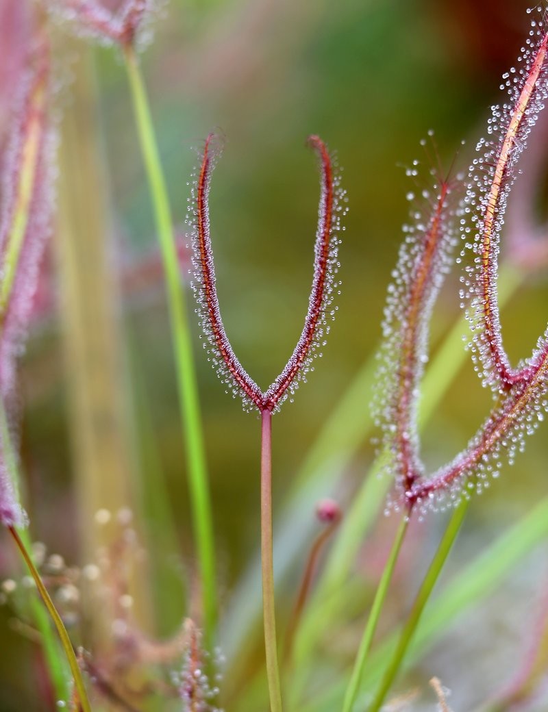 Drosera binata plante carnivore