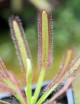 Drosera capensis compacta plante carnivore