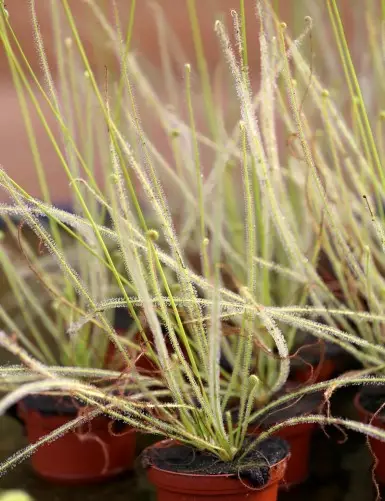 Drosera filiformis Clone 2 carnivorous plant