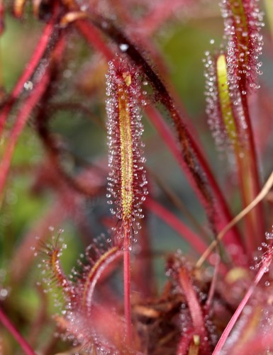 Drosera capensis feuilles rouges plante carnivore