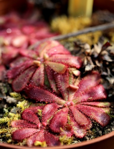 Drosera hamiltonii plante carnivore
