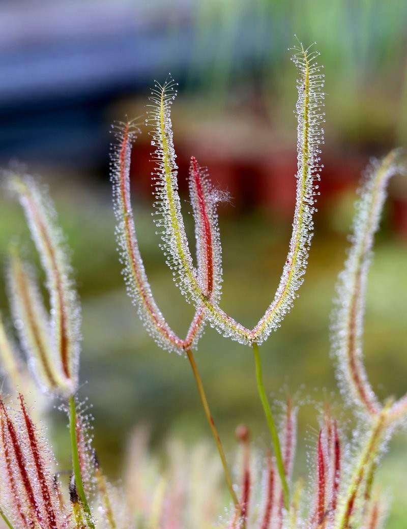 Drosera binata 'feuilles cuivrées' plante carnivore