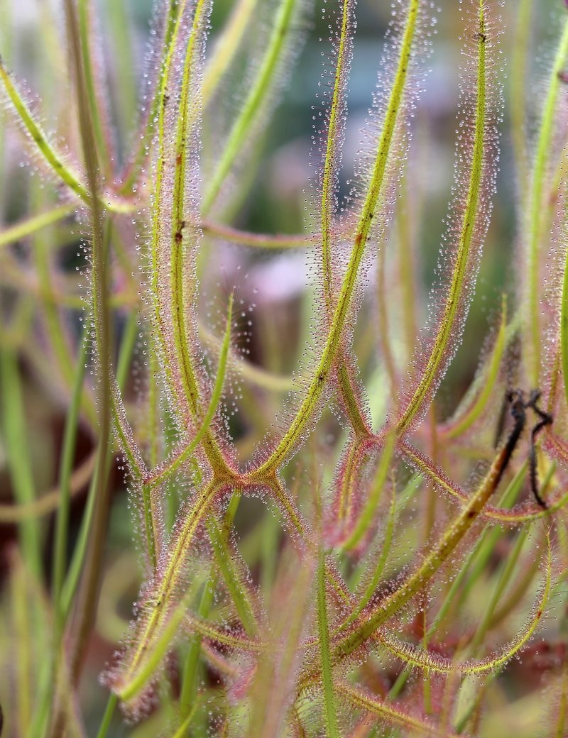 Drosera binata var. dichotoma forme géante plante carnivore