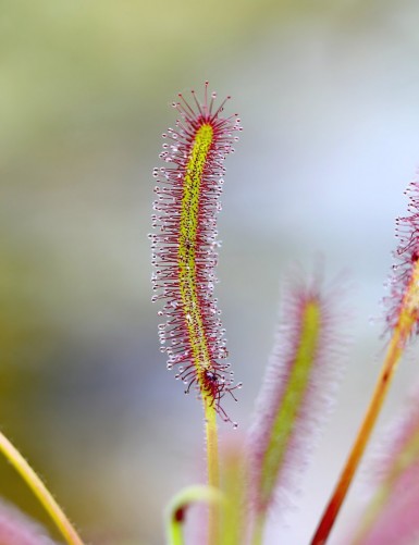 Drosera capensis carnivorous plant