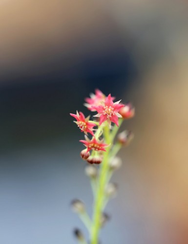 Fleur de Drosera adelae plante carnivore