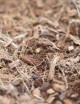 Fibre et mulch de coco