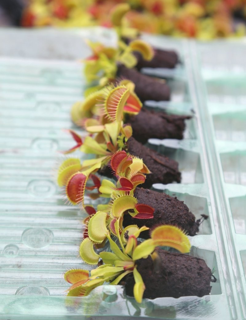 Mottes de Dionaea muscipula à rempoter x 6 Plante carnivore