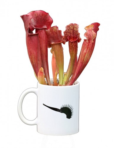 Mug Karnivores avec un Sarracenia dedans