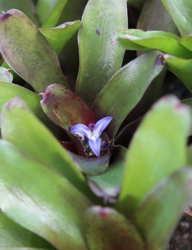 Plante terrarium Neoregelia Mephisto