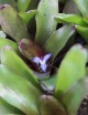 Plante terrarium Neoregelia Mephisto