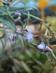 Tillandsia duratii - 20 à 25 cm fille de l'air