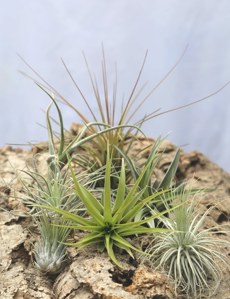Kit découverte - 7 tillandsias Fille de l'air