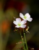 Drosera binata var. multifida 'fleurs roses' plante carnivore