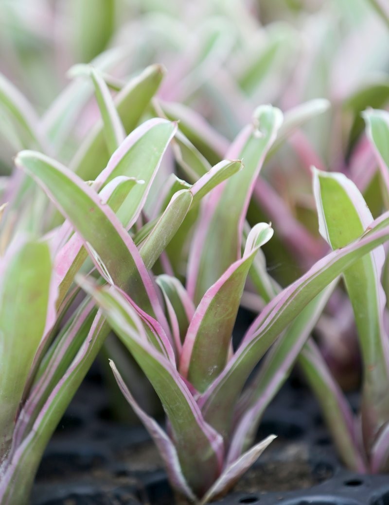 Plante terrarium Neoregelia Pink
