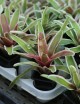 Plante terrarium Neoregelia Pink