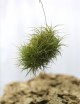 Tillandsia bergeri en touffe - 15 à 20 cm fille de l'air