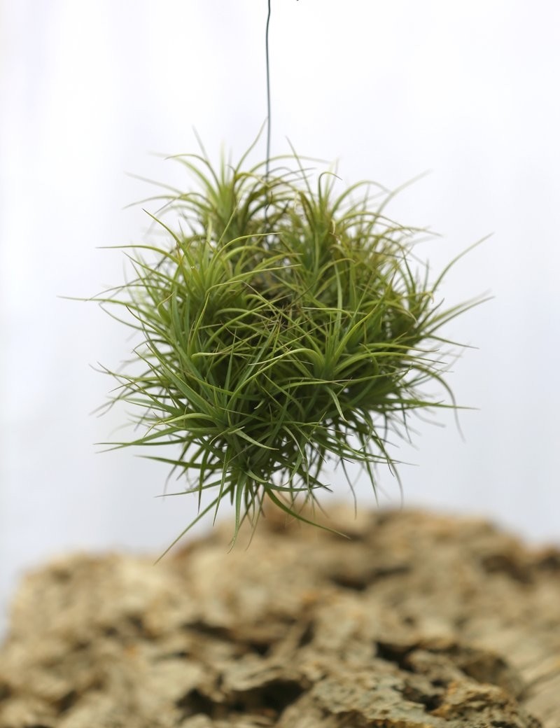 Tillandsia bergeri en touffe - 15 à 20 cm fille de l'air