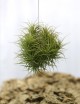 Tillandsia bergeri en touffe - 15 à 20 cm fille de l'air