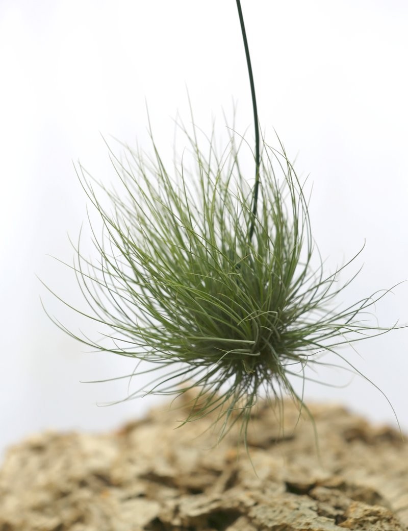 Tillandsia barthramii en touffe - 15 à 20 cm fille de l'air