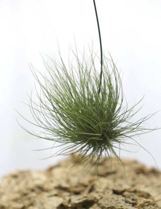 Tillandsia barthramii en touffe - 15 à 20 cm fille de l'air