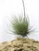 Tillandsia barthramii en touffe - 15 à 20 cm fille de l'air