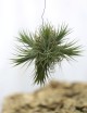 Tillandsia ionantha en touffe - 4 à 8 cm fille de l'air