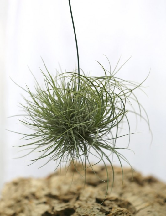 Tillandisa juncea en touffe - 30 à 35 cm fille de l'air